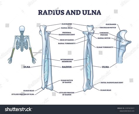 Radius Bone With Labels