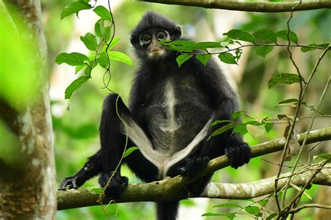 raffles banded langur video