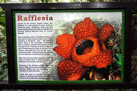 rafflesia arnoldii flower facts