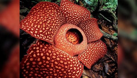 rafflesia flower extinction