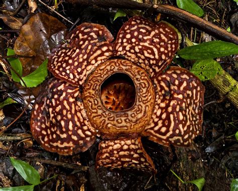 rafflesia flower malaysia