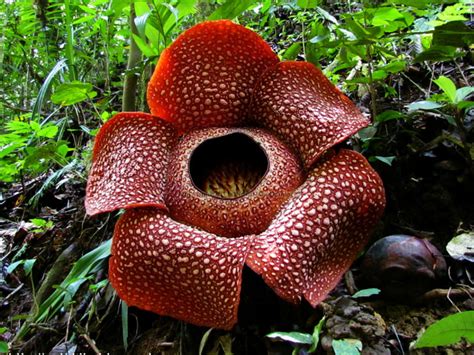 rafflesia flower scientific na