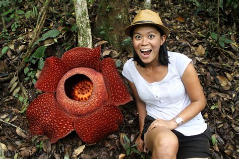 rafflesia flower size