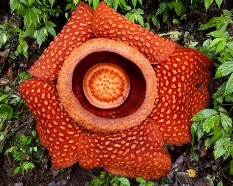 rafflesia vs corpse flower