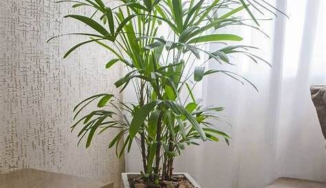 Rafia Planta Como Cuidar Palmeiraráfia Dicas De r No Vaso E Cuidados