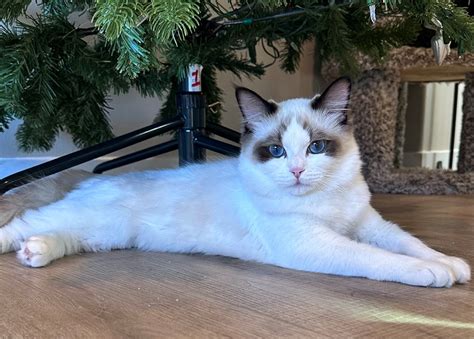 ragdoll cat breeders southern california