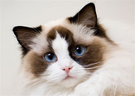 Ragdoll Cat Varieties
