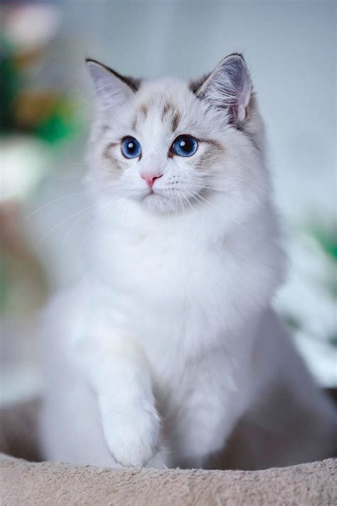 ragdoll cats for adoption near me cheap