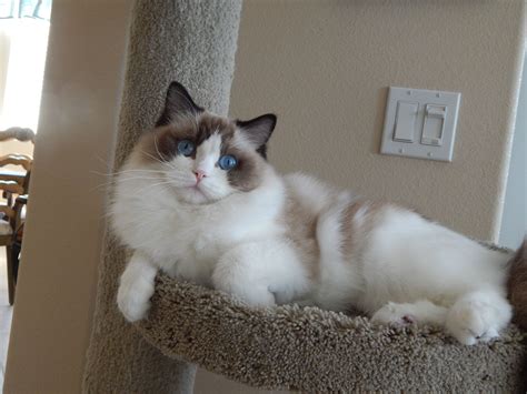 ragdoll cats for sale northern california