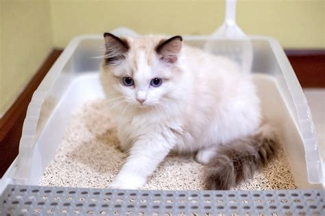 Ragdoll Not Using Litter Box