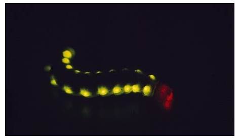 Redglowing railroad worm may hold key to better medical