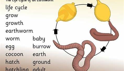 Railroad Worm Life Cycle Adult Male Glowworm