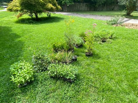 Rain Garden Reddit
