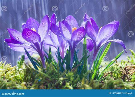 Rain Flowers