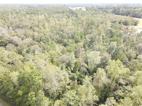 rainbow binz loris sc