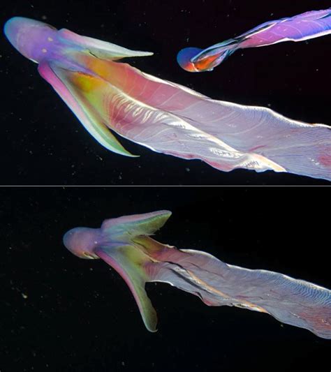 Rainbow Comb Jellyfish