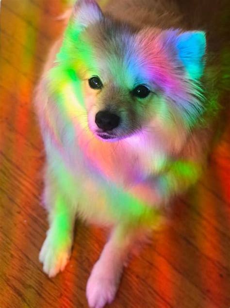 Rainbow Dog