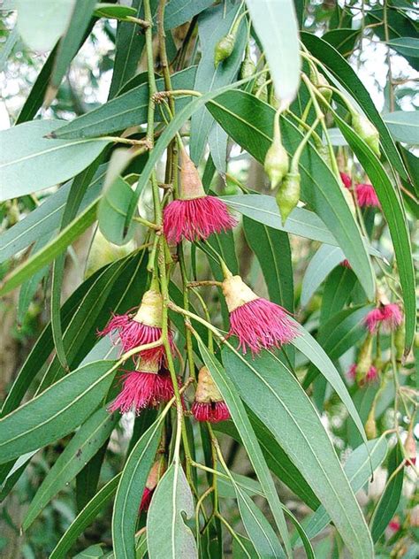 rainbow eucalyptus tree flowers