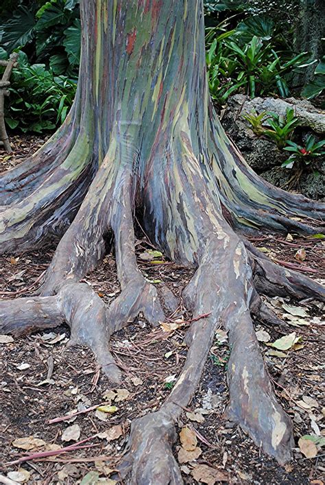rainbow eucalyptus tree roots