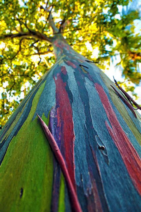 rainbow eucalyptus tree seeds