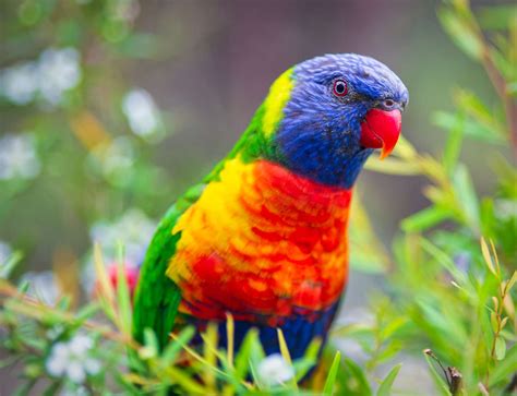 Rainbow Lorikeet Parrot 4K Ultra HD Mobile Wallpaper