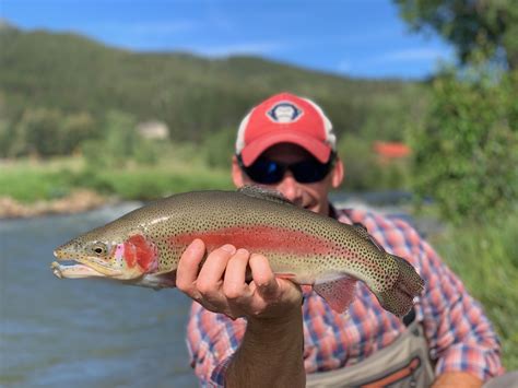 Rainbow trout in Colorado