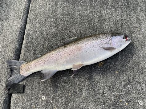 Rainbow Trout at Decker's Reservoir