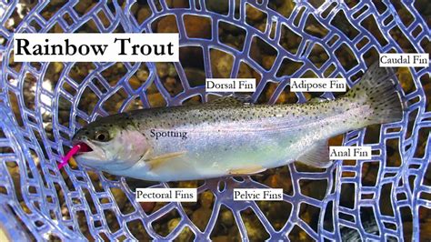 Rainbow Trout Identification