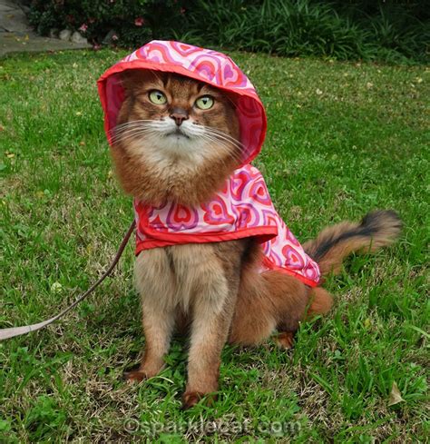 Raincoat With Cat Ears