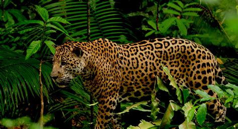Jaguar Tropical Rainforest Animals / Rainforest Mammals