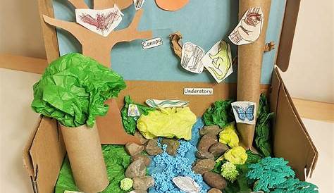 Rainforest | Diorama kids, Habitats projects, Rainforest project