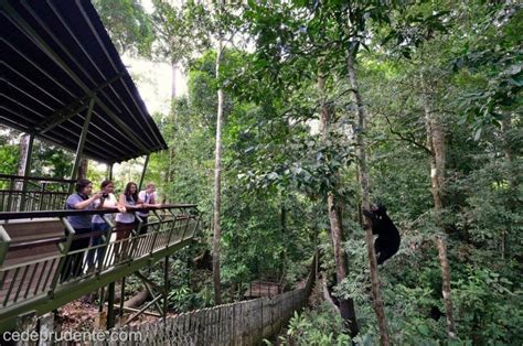 rainforest discovery centre sabah