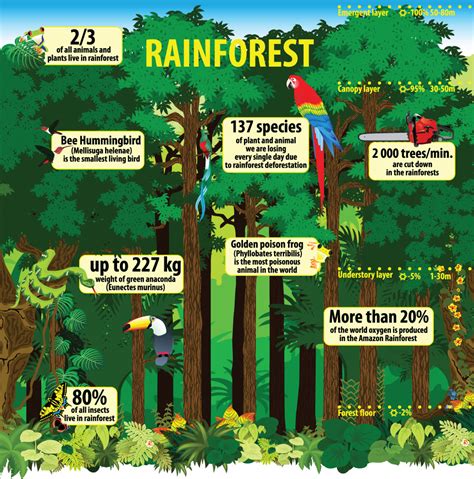 rainforest for kids facts