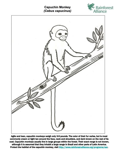 rainforest monkey coloring page printable template