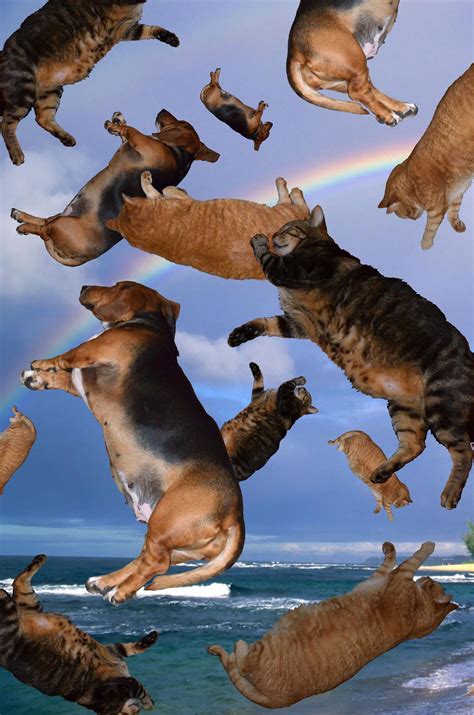 raining cats and dogs images