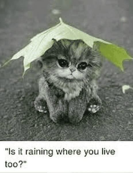 Rainy Day Meme