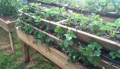 Raised Garden Bed Plans For Strawberries