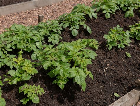 Raised Bed For Growing Potatoes