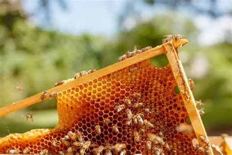 Beekeeping Basics How to Raise Honeybees in Your Backyard Sunset