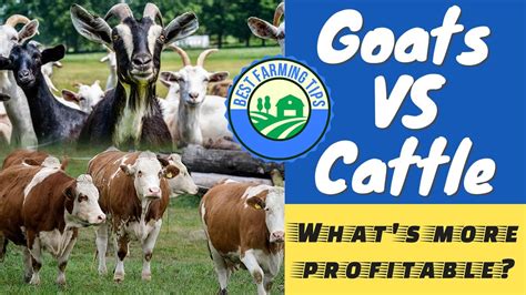 raising goats vs cows