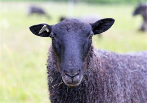 raising gotland sheep