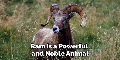 ram in the bush meaning