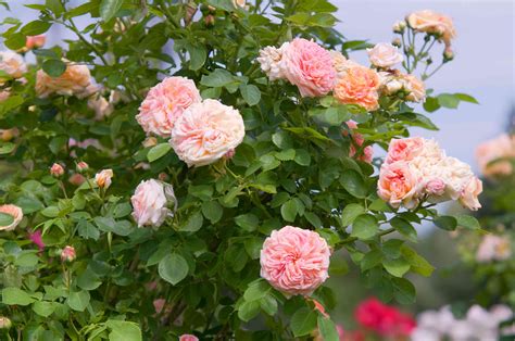 Rambler Rose: A Timeless Garden Classic for Modern Blooms