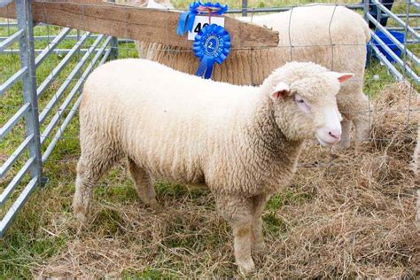 rambouillet sheep