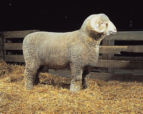 rambouillet sheep origin
