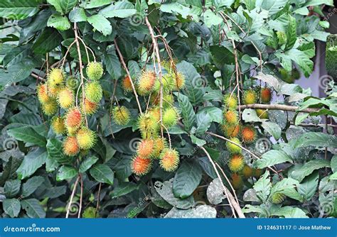 rambutan ripening