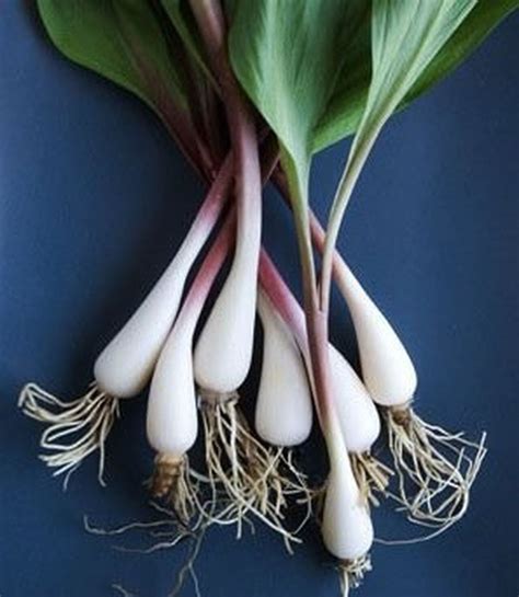 ramps or wild onions