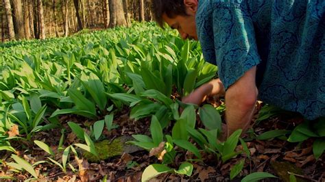 ramps vegetable foraging