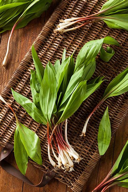ramps vegetable images