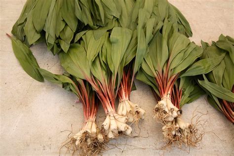 ramps vegetable where do they grow